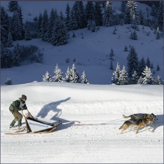 course_chien_traineau